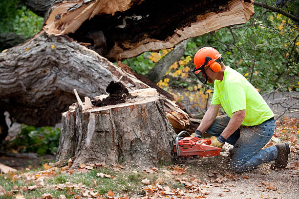 Val Verde Park, TX Tree Care  Company